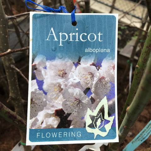 PRUNUS MUME ALBOPLENA FLOWERING APRICOT BARE ROOT