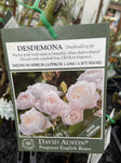 ROSE DAVID AUSTIN DESDEMONA 20CM 