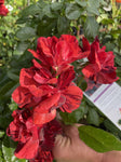 ROSA DELBARD PS I LOVE YOU 20CM 