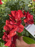 ROSA DELBARD PS I LOVE YOU 20CM 