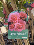 ROSE STANDARD CITY OF ADELAIDE 3FT 20CM