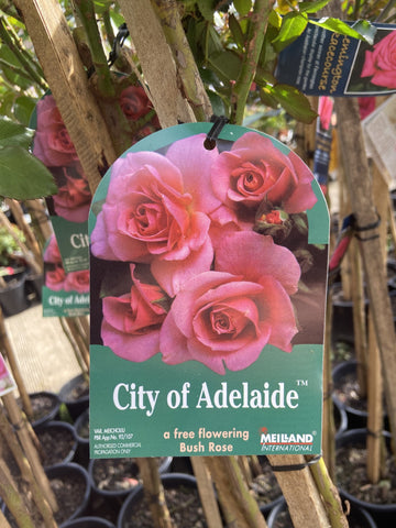 ROSA STANDARD CITY OF ADELAIDE 3FT 20CM