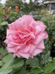 ROSE STANDARD CITY OF ADELAIDE 3FT 20CM