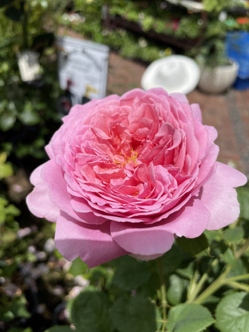 ROSE DAVID AUSTIN LADY OF MEGGINCH 20CM 