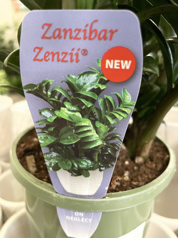 ZANZIBAR GEM ZENZII 14CM