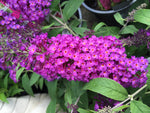 BUDDLEJA BUZZ PURPLE 30CM