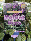 PLECTRANTHUS VELVET DIVA 14CM