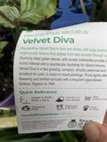 PLECTRANTHUS VELVET DIVA 14CM