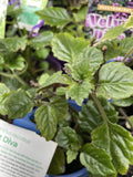 PLECTRANTHUS VELVET DIVA 14CM