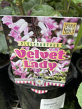 PLECTRANTHUS VELVET LADY 14CM