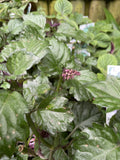PLECTRANTHUS VELVET LADY 14CM