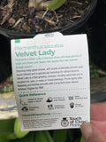 PLECTRANTHUS VELVET LADY 14CM