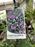 STREPTOCARPUS NODDING VIOLET 15CM HANGING BASKET 