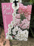 OZOTHAMNUS DIOSMIFOLIUS PINK PEARL 14CM