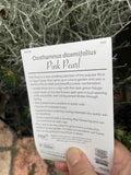 OZOTHAMNUS DIOSMIFOLIUS PINK PEARL 14CM