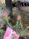 OZOTHAMNUS DIOSMIFOLIUS PINK PEARL 14CM