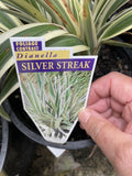DIANELLA SILVER STREAK 20CM