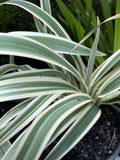 DIANELLA SILVER STREAK 20CM