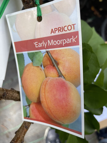 APRICOT EARLY MOORPARK 33CM