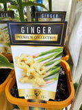 GINGER 12CM