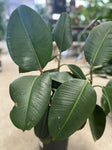 FICUS ROBUSTA 20CM