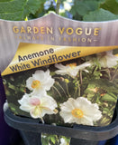 ANEMONE ELITE PURE WHITE 12CM