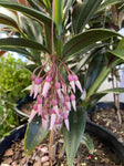 MEDINILLA CHANDELIER 20CM