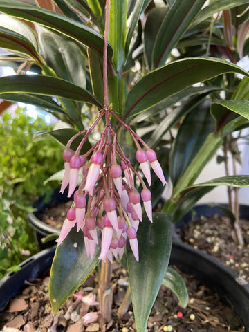 MEDINILLA CHANDELIER 20CM