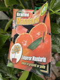 MANDARIN EMPORER 5LTR