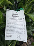 MANDARIN EMPORER 5LTR