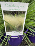 DESCHAMPSIA CESPITOSA 14CM