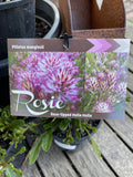 PTILOTUS MANGLESII ROSIE 14CM