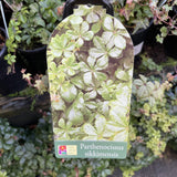 PARTHENOCISSUS SIKKIMENSIS 20CM 