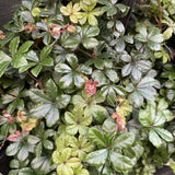 PARTHENOCISSUS SIKKIMENSIS 20CM 