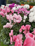 CYCLAMEN 20CM 