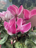 CYCLAMEN 20CM 