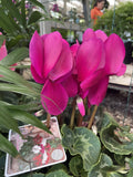CYCLAMEN 20CM 
