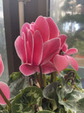 CYCLAMEN 20CM 