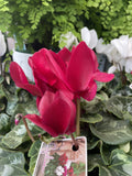 CYCLAMEN 20CM 