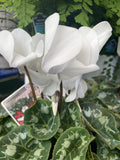 CYCLAMEN 20CM 