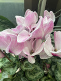 CYCLAMEN 20CM 
