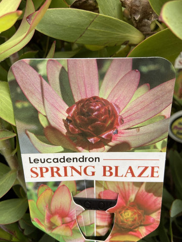 LEUCADENDRON SPRING BLAZE 20CM