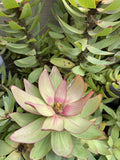LEUCADENDRON SPRING BLAZE 20CM