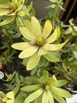 LEUCADENDRON SPRING BLAZE 20CM
