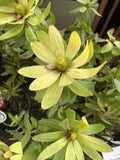 LEUCADENDRON SPRING BLAZE 20CM