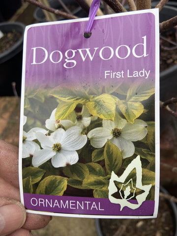 CORNUS FLORIDA FIRST LADY 30CM