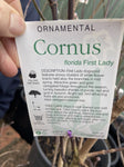 CORNUS FLORIDA FIRST LADY 30CM