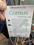 CORNUS FLORIDA FIRST LADY 30CM