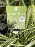 CHLOROPHYTUM COMOSUM HANGING BASKET 27CM