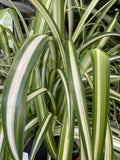 CHLOROPHYTUM COMOSUM HANGING BASKET 27CM